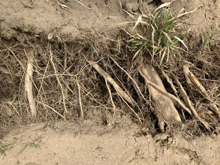 Tree roots exposed intact in an AirSpade investigation trench